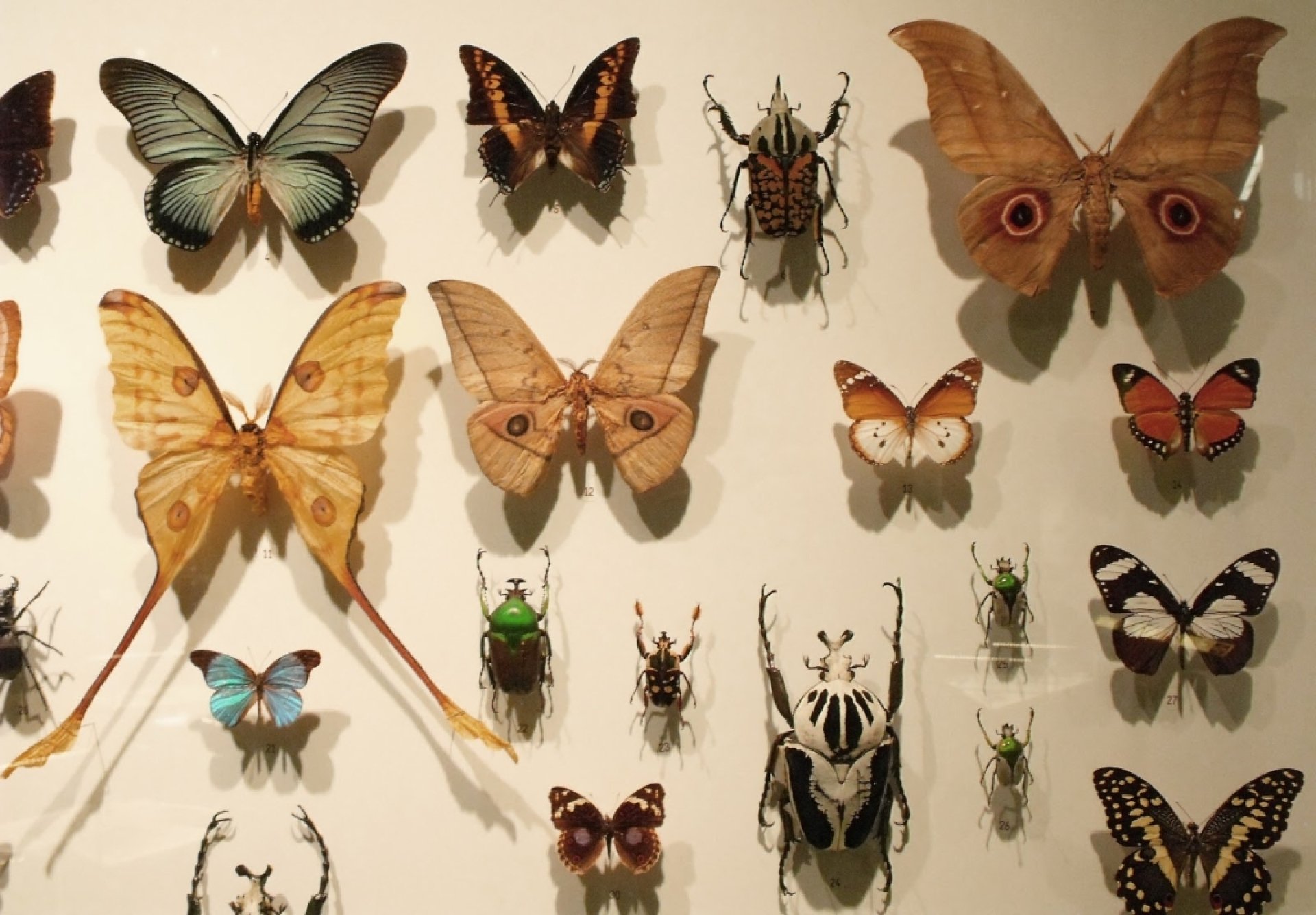 Montreal Insectarium: Information, Tickets and Reviews