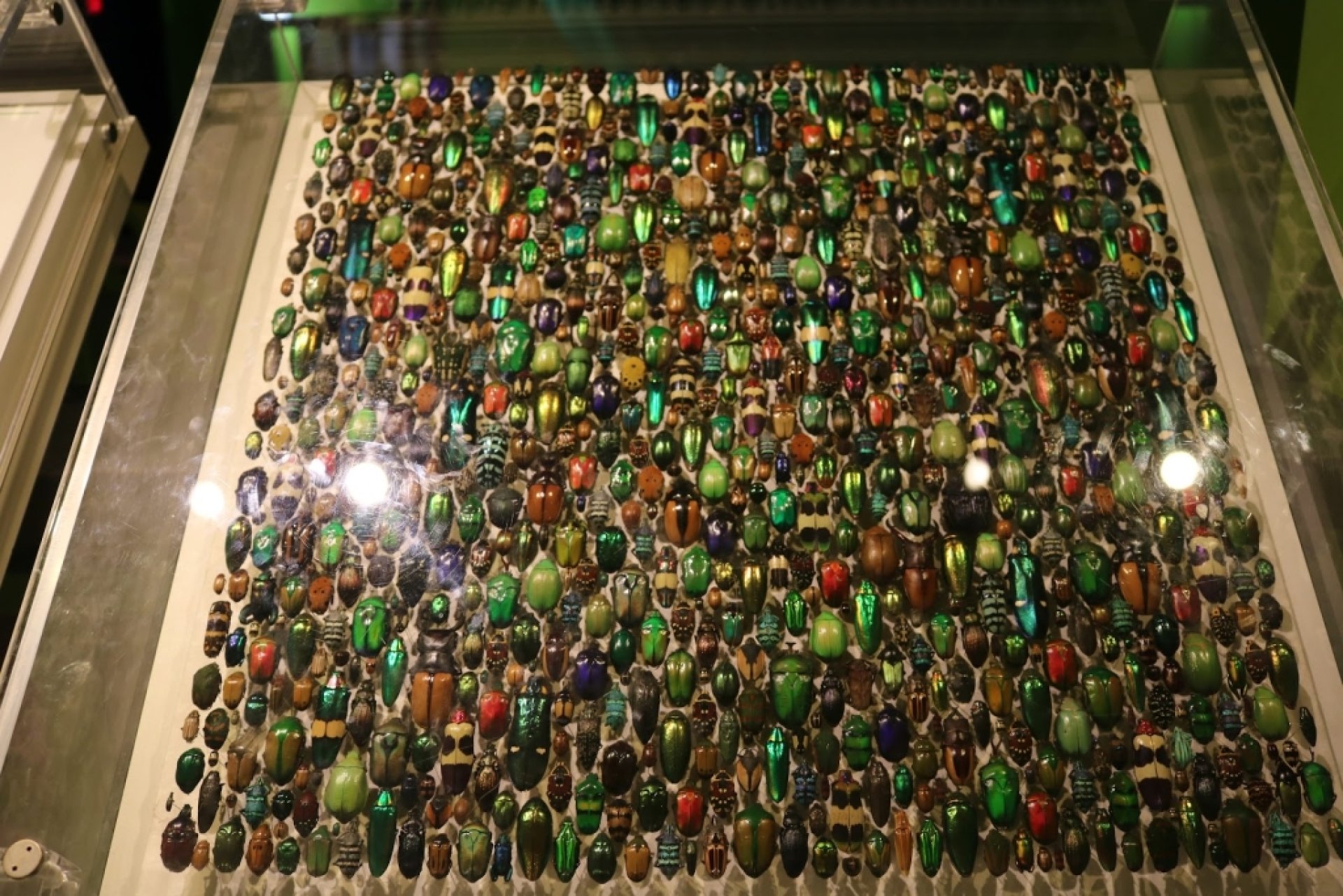 Montreal Insectarium: Information, Tickets and Reviews