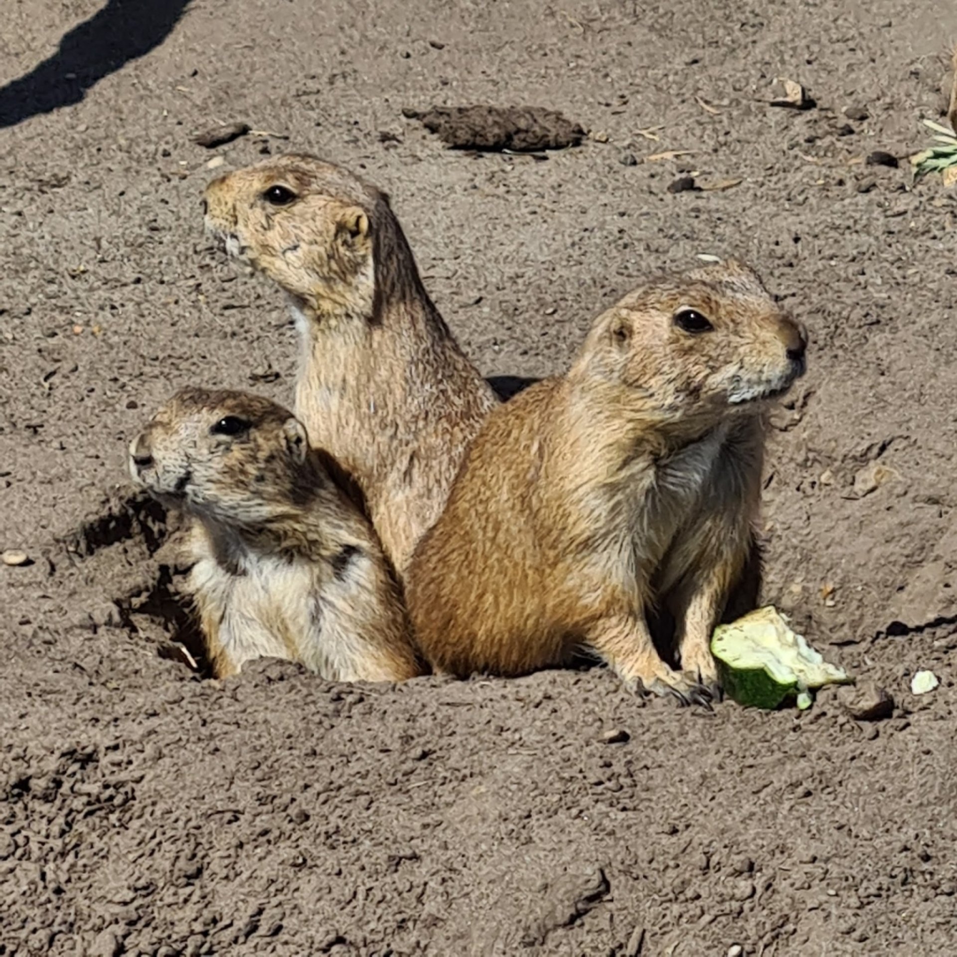 Jyllands Park Zoo, Herning: Information, Tickets and Reviews