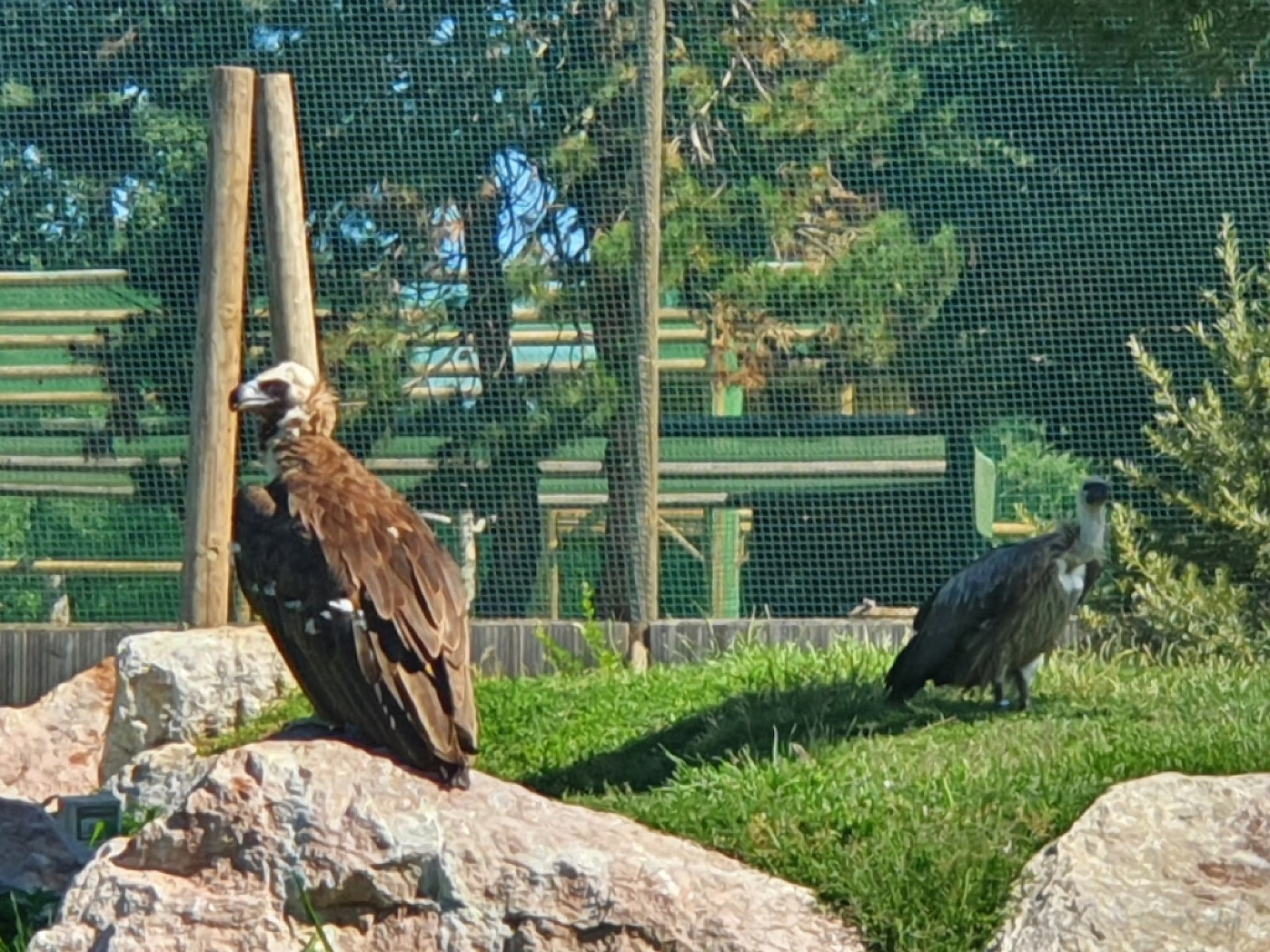 The Eagles of Lake Geneva, Sciez: Information, Tickets and Reviews