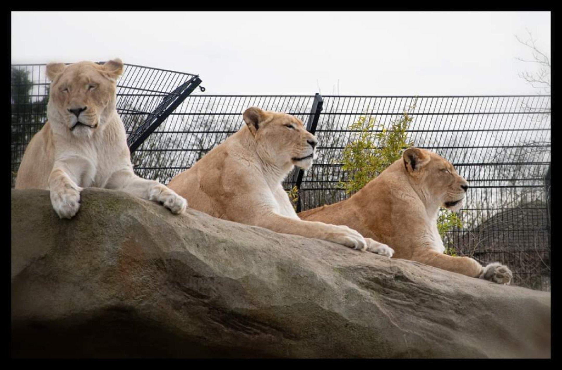 Hertfordshire Zoo Broxbourne Information Tickets And Reviews Hertfordshire Zoo Broxbourne Information Tickets And Reviews
