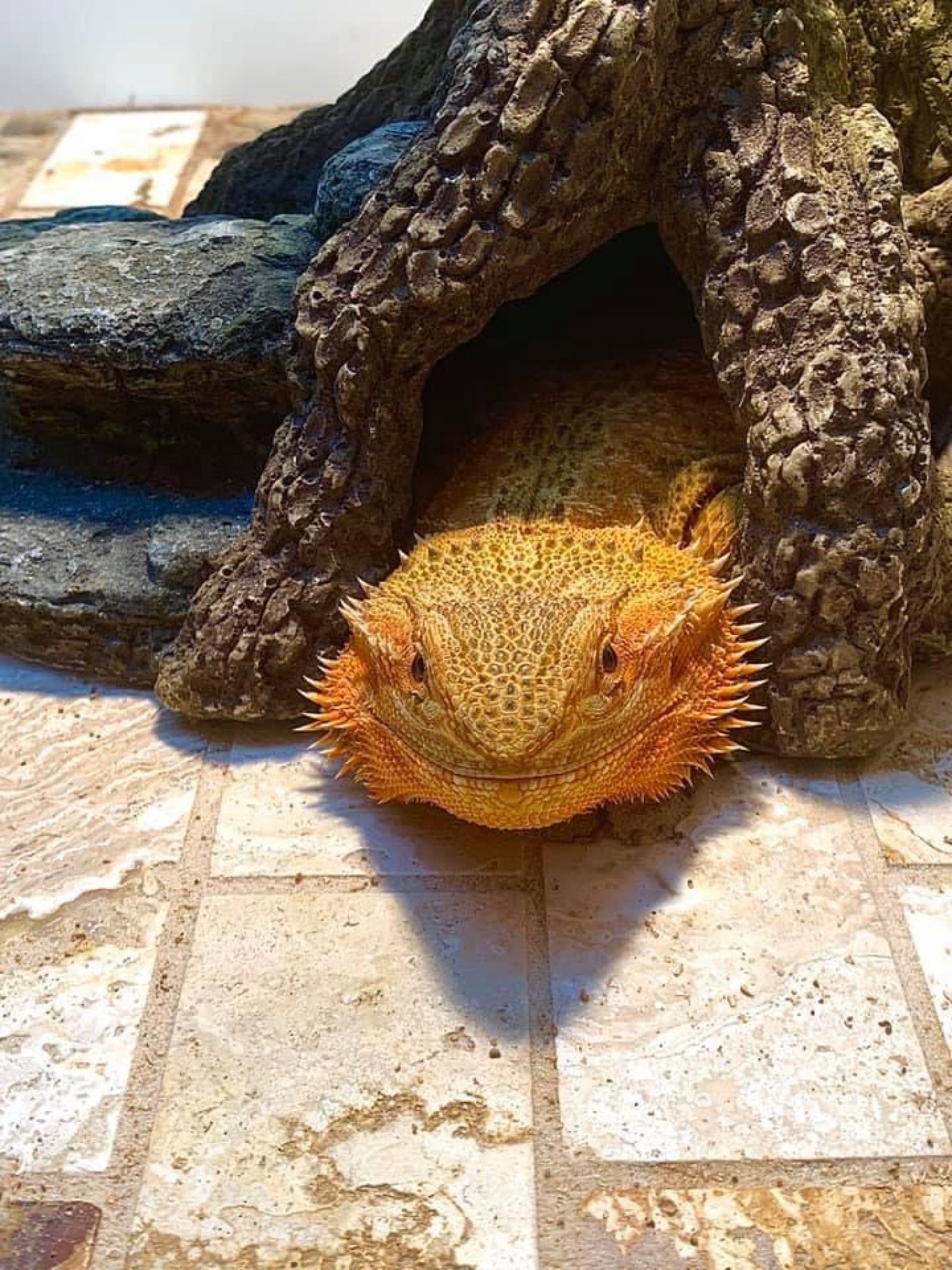 The Learning Zoo, Conroe, TX: Information, Tickets and Reviews