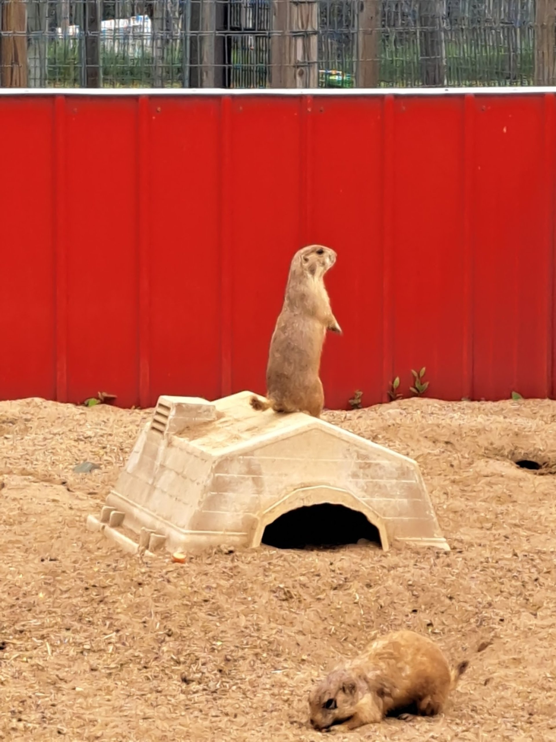 Paul Bunyan Animal Land, Bemidji, MN: Information, Tickets and Reviews