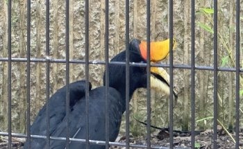 Kansas City Zoo & Aquarium: Information, Tickets and Reviews