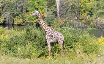 Kansas City Zoo & Aquarium: Information, Tickets and Reviews