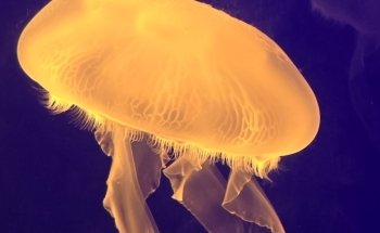 Kansas City Zoo & Aquarium: Information, Tickets and Reviews