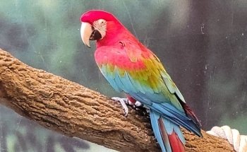 Kansas City Zoo & Aquarium: Information, Tickets and Reviews