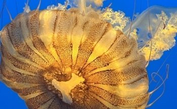 Kansas City Zoo & Aquarium: Information, Tickets and Reviews