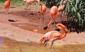 ABQ BioPark Zoo, Albuquerque, NM: Information, Tickets and Reviews