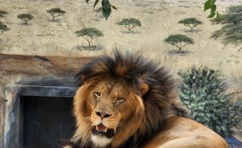 ABQ BioPark Zoo, Albuquerque, NM: Information, Tickets and Reviews
