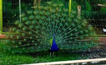 Parque Zoológico de los Niños de Jersey, Guadalupe: Información