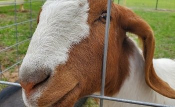 Turquoise Ranch Katy Turquoise Acres Ranch, Katy, TX: Information, Tickets and Reviews