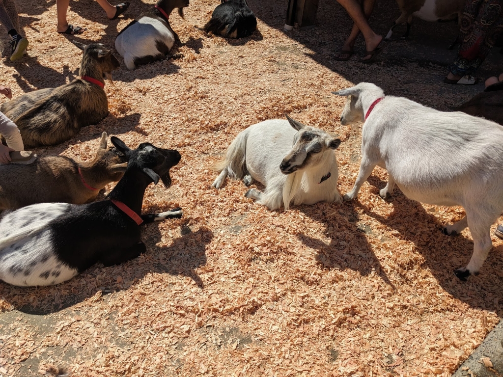 Beacon Hill Children's Farm, Victoria: Information, Tickets and Reviews
