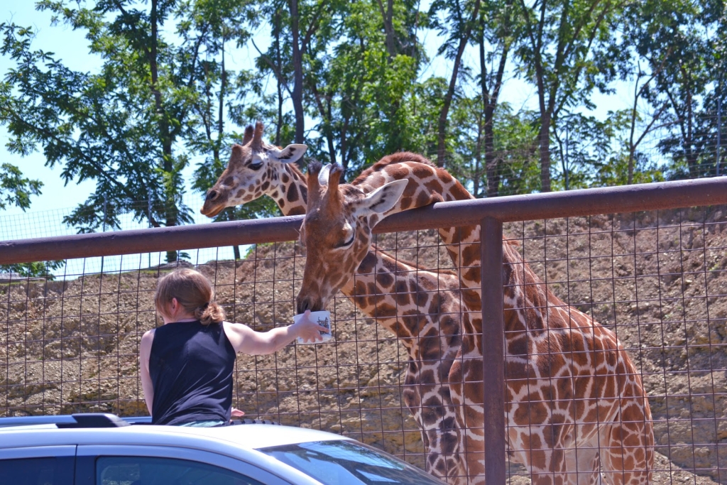Ladder 5 Ranch Lazy 5 Ranch, Mooresville, NC: Information, Tickets and Reviews
