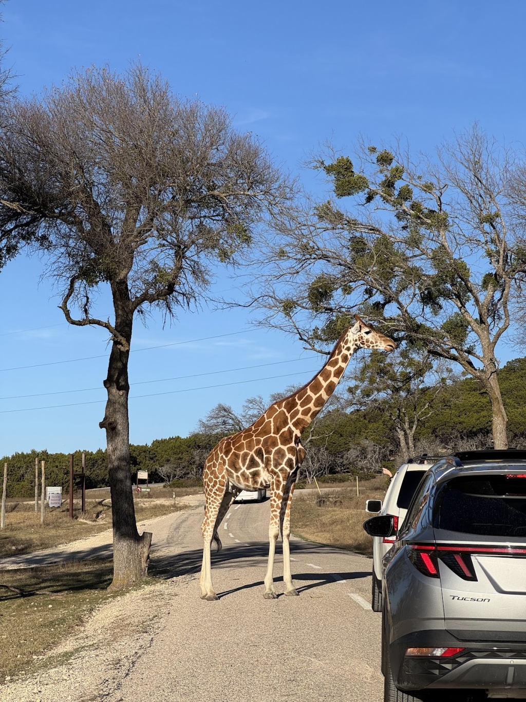 Fossil Rim Wildlife Center-Animal Discoveries, Granbury, TX ...
