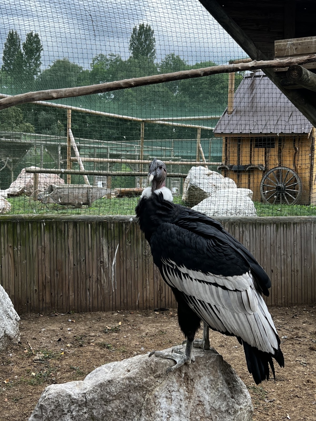 The Eagles Of L man Morzine Information Tickets And Reviews the-eagles-of-l-man-morzine-information-tickets-and-reviews