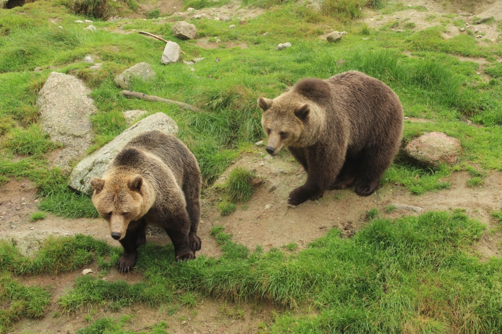 Junsele Zoo, Östersund: Information, Tickets and Reviews