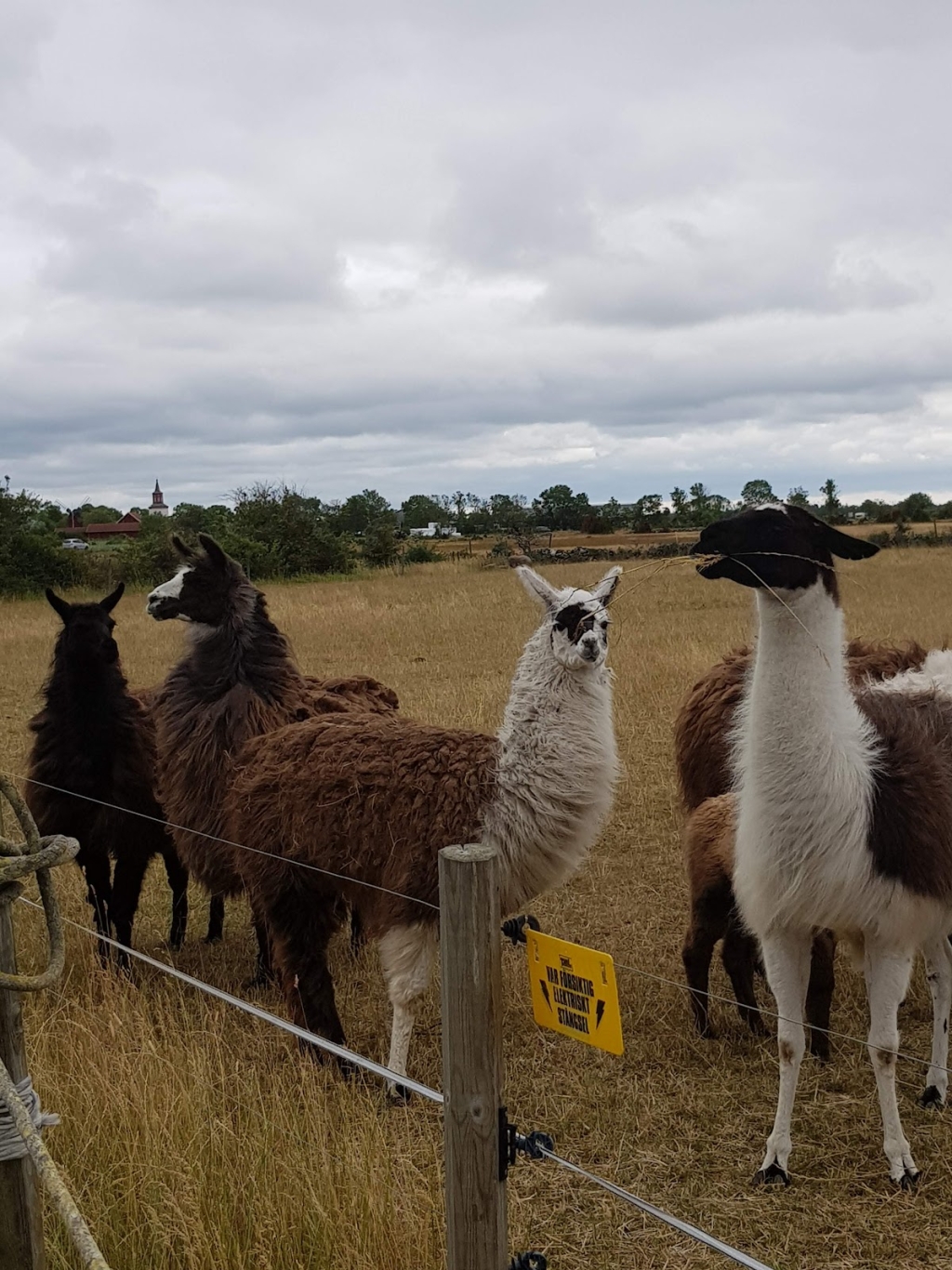 Camel Ranch Camel Ranch, Borgholm: Information, Tickets and Reviews