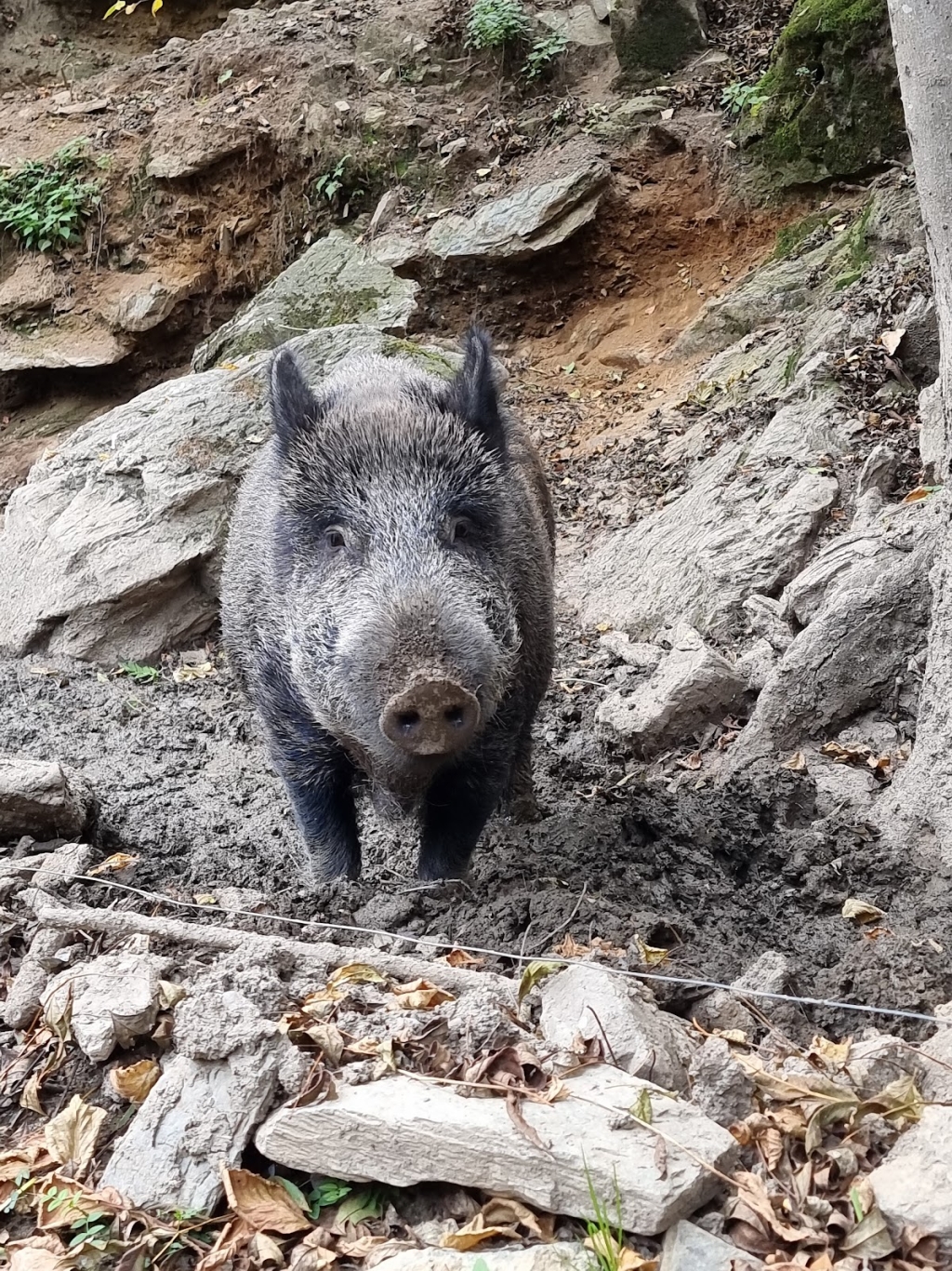 Molló Park | Animal Park: Information, Tickets and Reviews