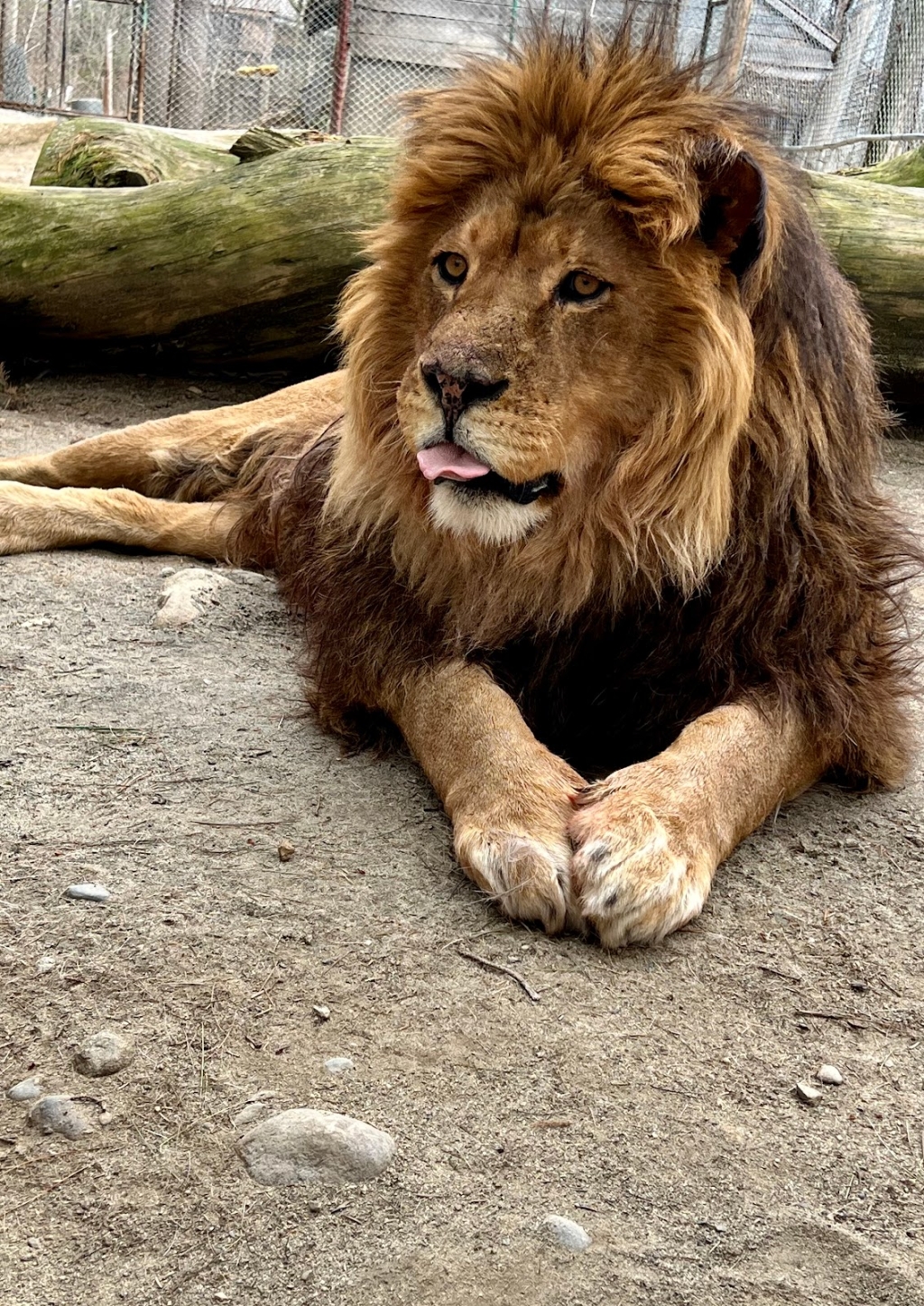 DEW Haven | Maine Zoo and Rescue, Augusta, ME: Information, Tickets and ...