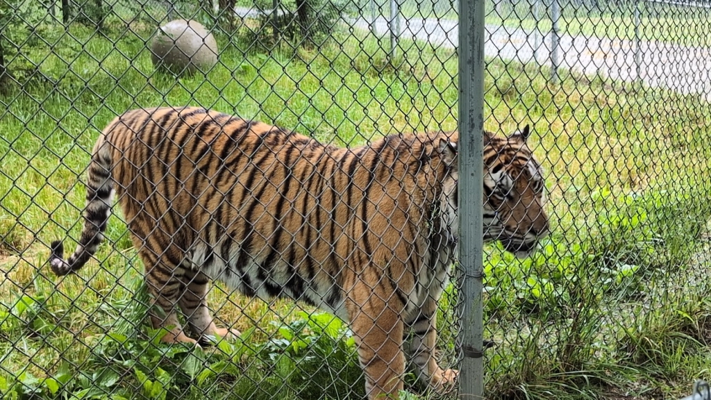 Carolina Tiger Rescue, Pittsboro, NC: Information, Tickets and Reviews
