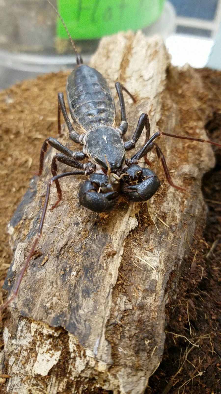 Insect Adventure, Stillwater, OK: Information, Tickets and Reviews