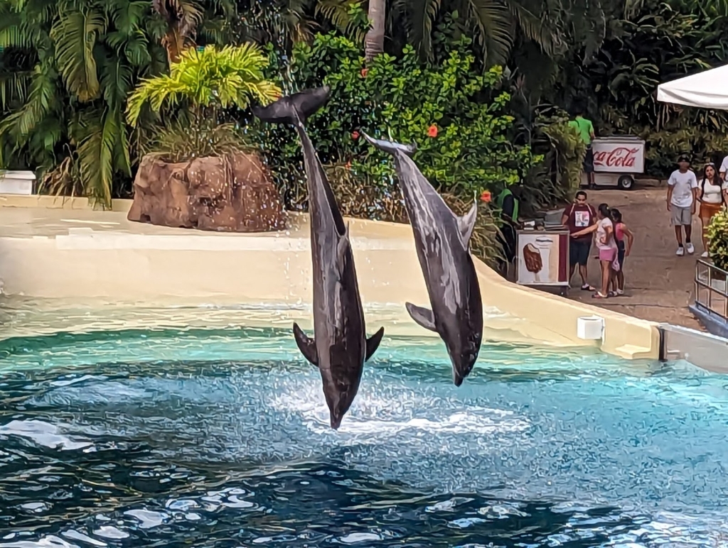 Dolphin Encounter, Orlando, FL: Information, Tickets and Reviews
